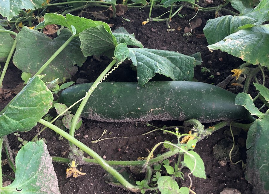 Frilandsagurk | Almindelig agurk – Klarskov
